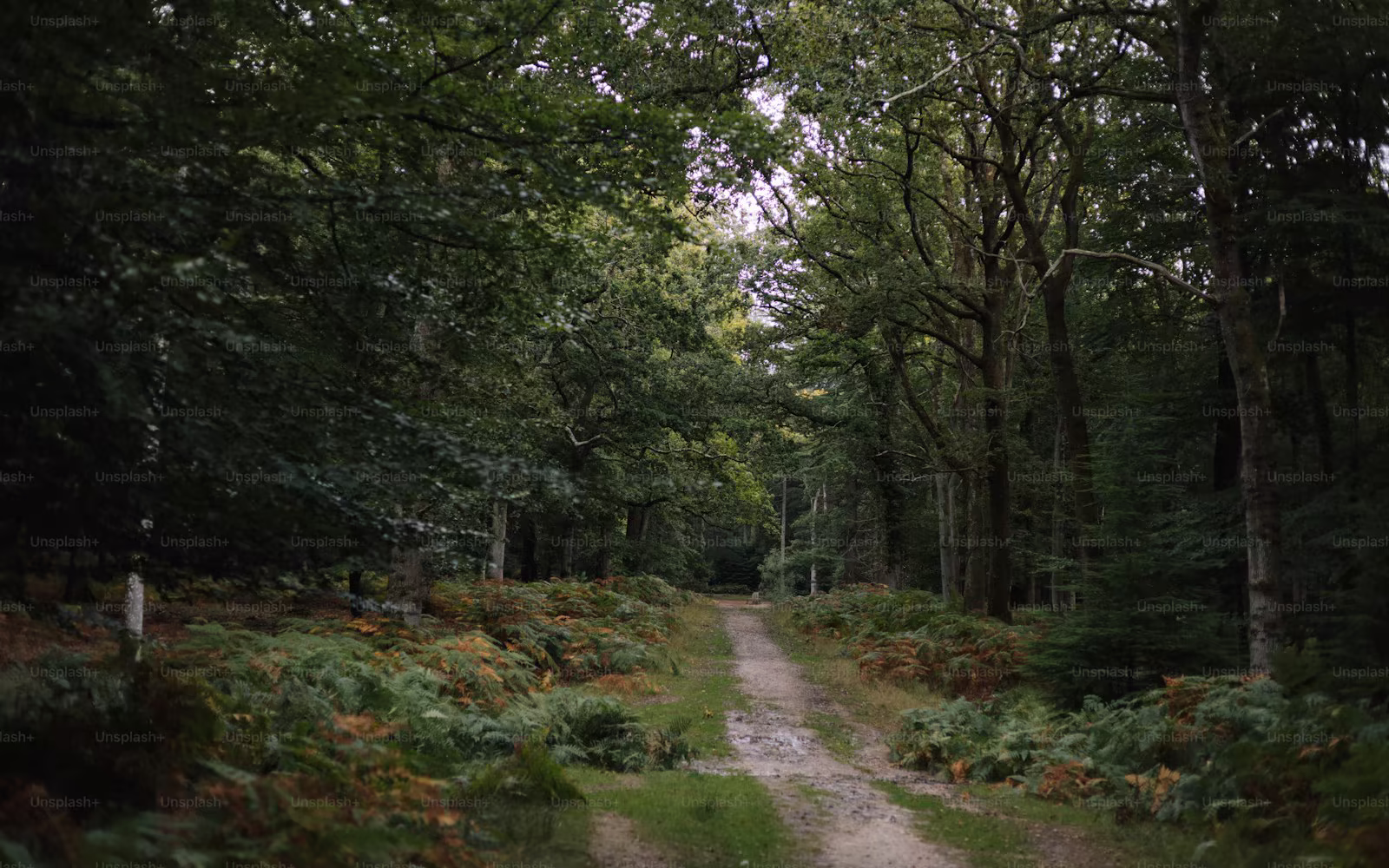 Recording Ambient Music in Nature